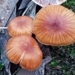 Laccaria sp. (Laccaria) at Bruce Ridge - 18 Jun 2021 by trevorpreston