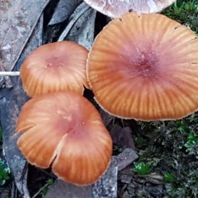 Laccaria sp. (Laccaria) at Bruce Ridge - 18 Jun 2021 by trevorpreston