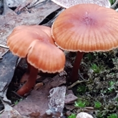 Laccaria sp. at Bruce, ACT - 18 Jun 2021