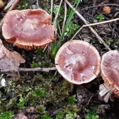 Unidentified Cap on a stem; gills below cap [mushrooms or mushroom-like] at Bruce, ACT - 18 Jun 2021 by tpreston