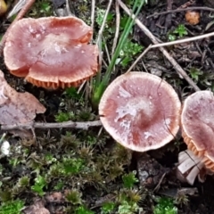 Unverified Cap on a stem; gills below cap [mushrooms or mushroom-like] at Bruce, ACT - 18 Jun 2021 by trevorpreston