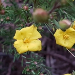 Hibbertia calycina (Lesser Guinea-flower) at Bruce, ACT - 18 Jun 2021 by tpreston