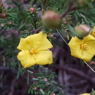 Hibbertia calycina (Lesser Guinea-flower) at Bruce, ACT - 18 Jun 2021 by trevorpreston