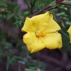 Hibbertia calycina at Bruce, ACT - 18 Jun 2021