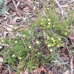 Hibbertia calycina at Bruce, ACT - 18 Jun 2021 03:49 PM