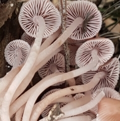 Mycena sp. (Mycena) at Bruce Ridge - 18 Jun 2021 by trevorpreston