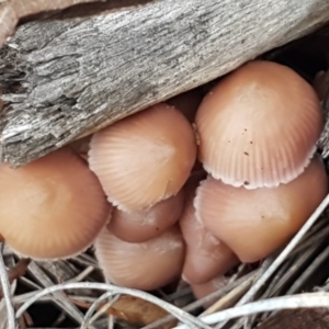 Mycena sp. at Bruce, ACT - 18 Jun 2021