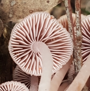 Mycena sp. at Bruce, ACT - 18 Jun 2021 03:32 PM