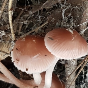 Mycena sp. at Bruce, ACT - 18 Jun 2021