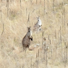 Osphranter robustus (Wallaroo) at Molonglo River Reserve - 18 Jun 2021 by KMcCue