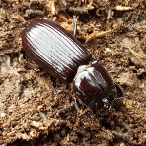 Mastachilus sp. (genus) at Bruce, ACT - 18 Jun 2021