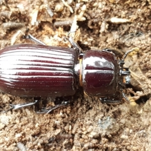 Mastachilus sp. (genus) at Bruce, ACT - 18 Jun 2021