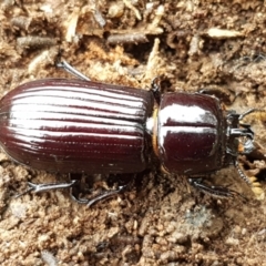 Mastachilus sp. (genus) at Bruce, ACT - 18 Jun 2021