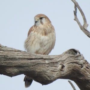 Falco cenchroides at Molonglo River Reserve - 18 Jun 2021