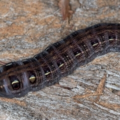 Hippotion scrofa (Coprosma Hawk Moth) at Melba, ACT - 7 May 2020 by Bron