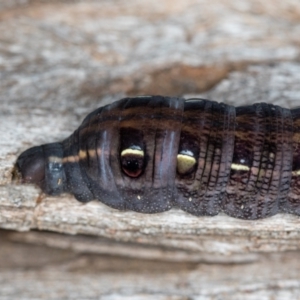 Hippotion scrofa at Melba, ACT - 7 May 2020