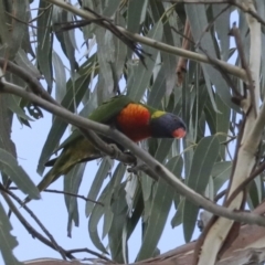 Trichoglossus moluccanus (Rainbow Lorikeet) at Belconnen, ACT - 18 Jun 2021 by AlisonMilton