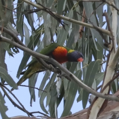 Trichoglossus moluccanus (Rainbow Lorikeet) at Belconnen, ACT - 18 Jun 2021 by AlisonMilton