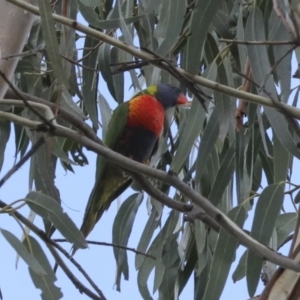 Trichoglossus moluccanus at Belconnen, ACT - 18 Jun 2021 10:46 AM