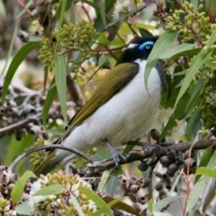 Entomyzon cyanotis (Blue-faced Honeyeater) at Lake Hume Village, NSW - 18 Jun 2021 by PaulF