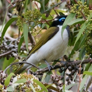 Entomyzon cyanotis at Lake Hume Village, NSW - 18 Jun 2021