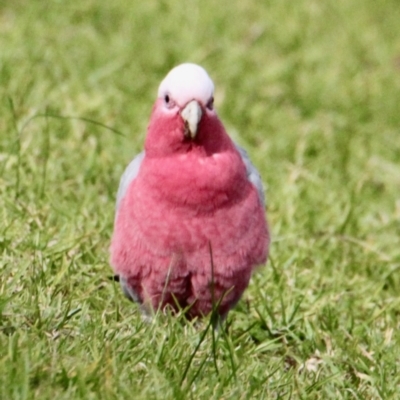 Eolophus roseicapilla (Galah) at Albury - 18 Jun 2021 by PaulF