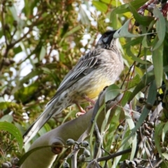 Anthochaera carunculata (Red Wattlebird) at Albury - 18 Jun 2021 by PaulF