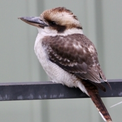 Dacelo novaeguineae (Laughing Kookaburra) at Springdale Heights, NSW - 18 Jun 2021 by PaulF