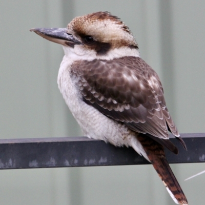 Dacelo novaeguineae (Laughing Kookaburra) at Springdale Heights, NSW - 18 Jun 2021 by PaulF