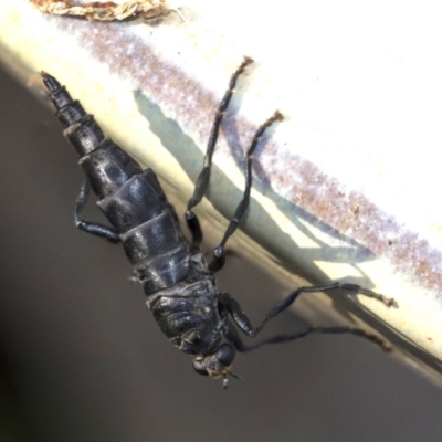 Boreoides subulatus (Wingless Soldier Fly) at Higgins, ACT - 9 May 2021 by AlisonMilton