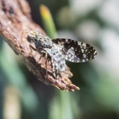 Austrotephritis fuscata (A fruit fly) at Callum Brae - 7 May 2021 by AlisonMilton