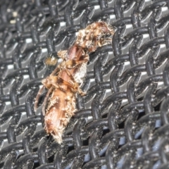 Tessaromma undatum (Velvet eucalypt longhorn beetle) at Higgins, ACT - 8 May 2021 by AlisonMilton