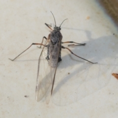 Tuberolachnus salignus (Giant willow aphid) at Higgins, ACT - 9 May 2021 by AlisonMilton