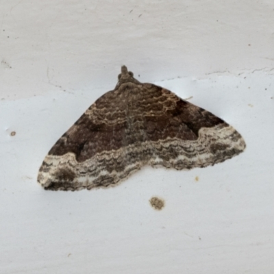 Epyaxa subidaria (Subidaria Moth) at Higgins, ACT - 1 May 2021 by AlisonMilton