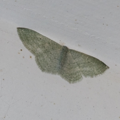 Poecilasthena thalassias (Sea-blue Delicate) at Higgins, ACT - 10 May 2021 by AlisonMilton