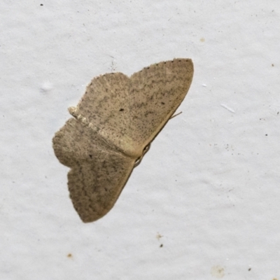 Scopula optivata (Varied Wave) at Higgins, ACT - 10 May 2021 by AlisonMilton