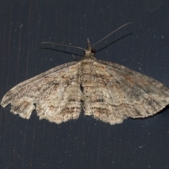 Larentiinae (subfamily) (A geometer moth) at Higgins, ACT - 10 May 2021 by AlisonMilton