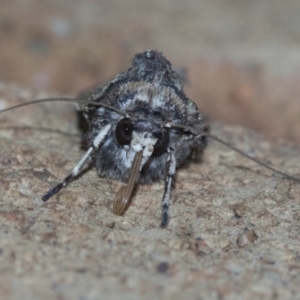 Agrotis porphyricollis at Higgins, ACT - 2 May 2021