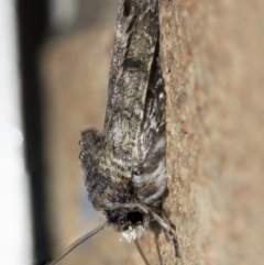 Agrotis porphyricollis at Higgins, ACT - 2 May 2021