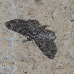 Chloroclystis catastreptes (Green and Brown Carpet) at Higgins, ACT - 2 May 2021 by AlisonMilton