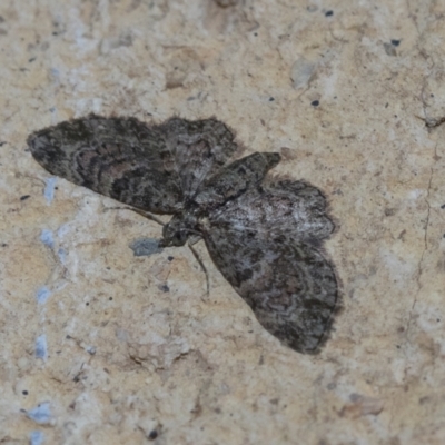 Chloroclystis catastreptes (Green and Brown Carpet) at Higgins, ACT - 2 May 2021 by AlisonMilton
