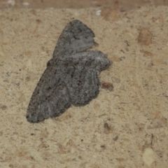 Ectropis (genus) (An engrailed moth) at Higgins, ACT - 7 May 2021 by AlisonMilton