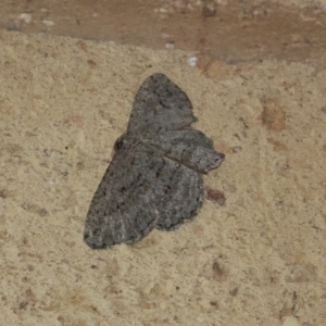 Ectropis (genus) at Higgins, ACT - 7 May 2021