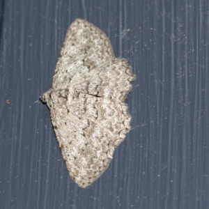 Psilosticha (genus) at Higgins, ACT - 7 May 2021