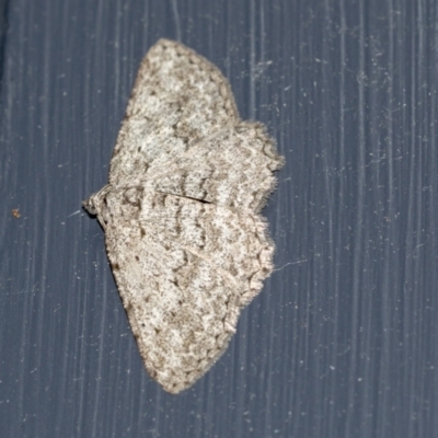 Psilosticha (genus) (A wave moth) at Higgins, ACT - 7 May 2021 by AlisonMilton