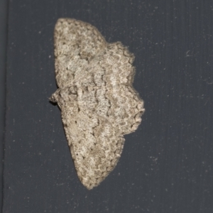 Psilosticha (genus) at Higgins, ACT - 7 May 2021