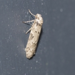 Palimmeces undescribed species nr hemiphanes (Philobota group) at Higgins, ACT - 9 May 2021 by AlisonMilton