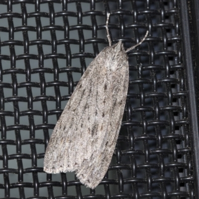 Chlenias banksiaria group (A Geometer moth) at Higgins, ACT - 6 Jun 2021 by AlisonMilton