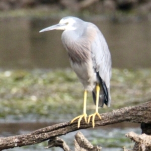 Egretta novaehollandiae at Thurgoona, NSW - 18 Jun 2021