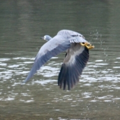 Egretta novaehollandiae at Thurgoona, NSW - 18 Jun 2021 02:40 PM